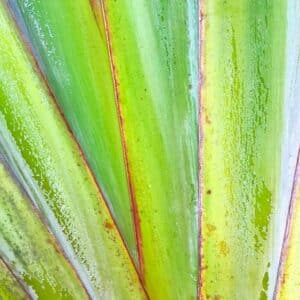 Photo Yes, you can use aloe vera gel as a moisturizer
