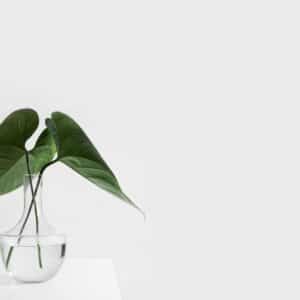 Photo Natural skincare