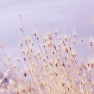 Photo Natural skincare